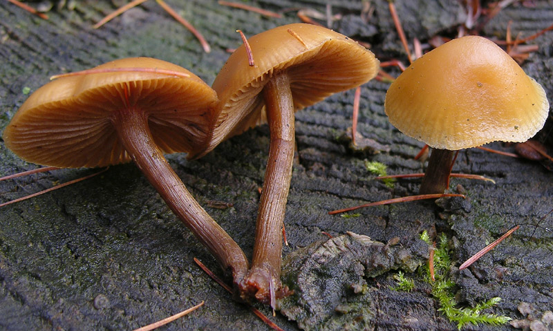 Galerina da determinare n0041 e n0042(2007).